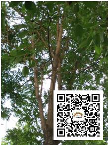 顏料廠家初夏果實 顏料廠家初夏果實